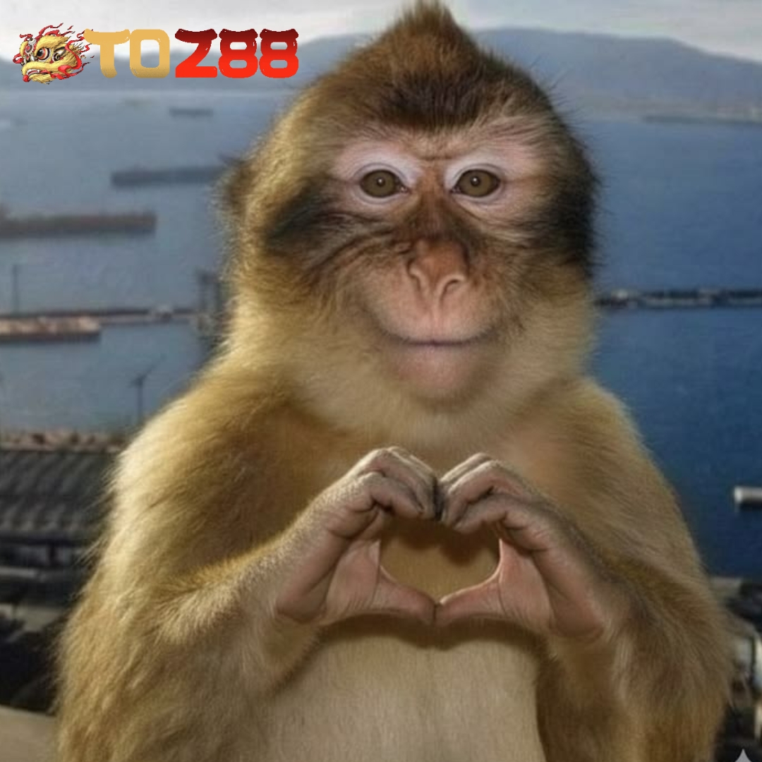 TO288 || Daftar Segera ! Puncak Kompetisi Amatir Dapatkan Rekor Baru di Lapangan Hijau